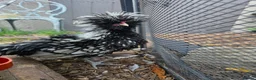 Chickens poultry for sale: Lonely heart in Clacton-on-Sea - Advert 2