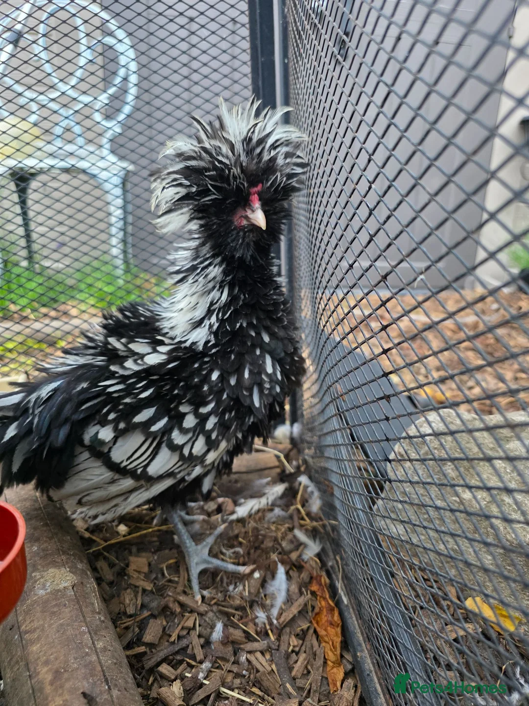 Chickens poultry for sale: Lonely heart in Clacton-on-Sea - Advert 2