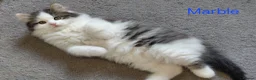 Siberian cats for sale: GCCF pedigree Siberian Tabby kittens - Advert 6