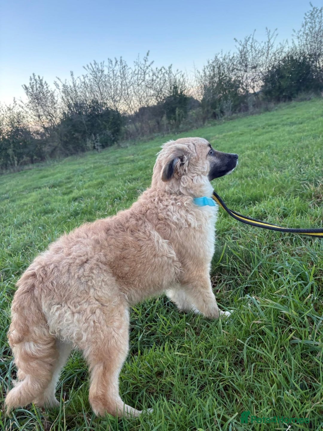 Mixed Breed dogs for adoption: Finn - Norwich Norfolk  - Advert 10