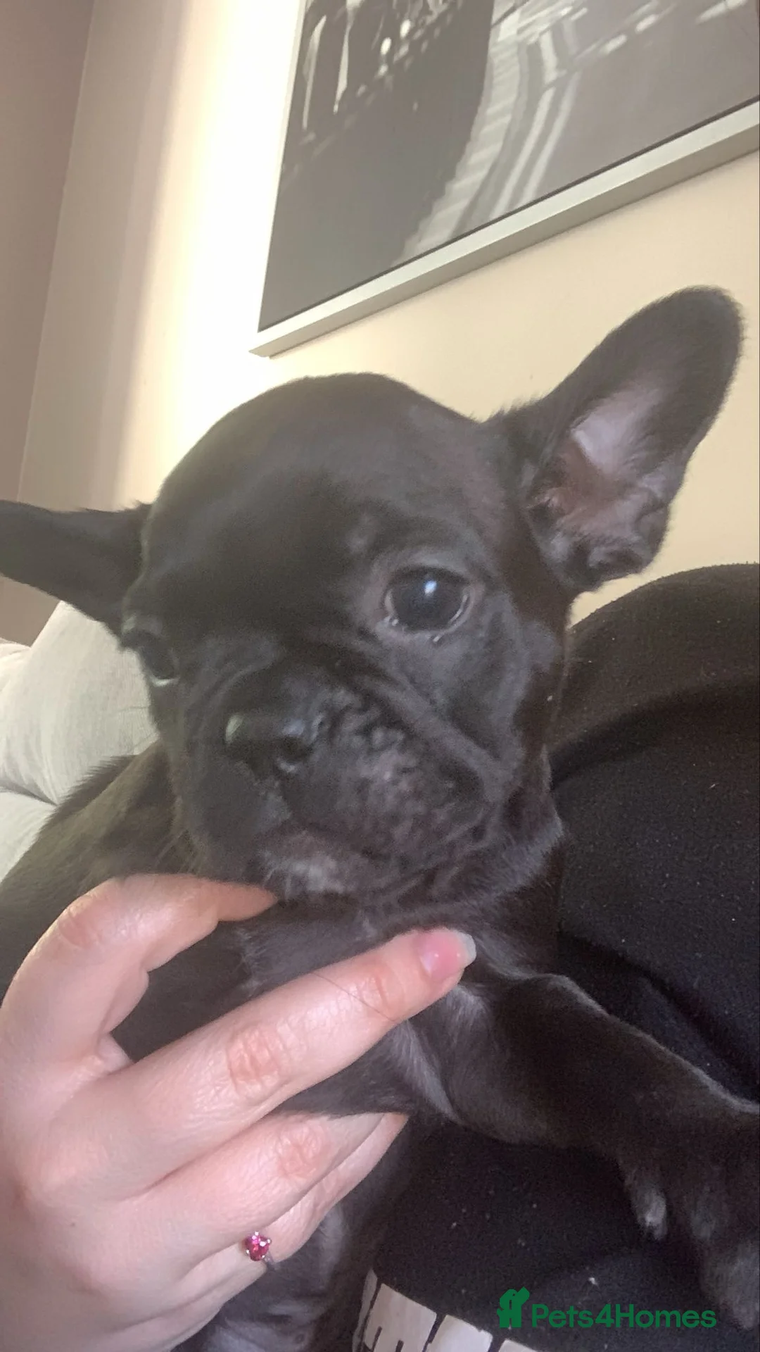 French Bulldog dogs for sale: Male frenchie puppy - Advert 6