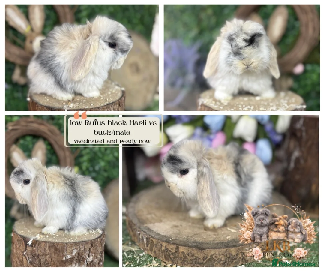 Mini Lop rabbits for sale: 🌟 PUREBRED PEDIGREE MINI LOPS🌟  - Advert 3