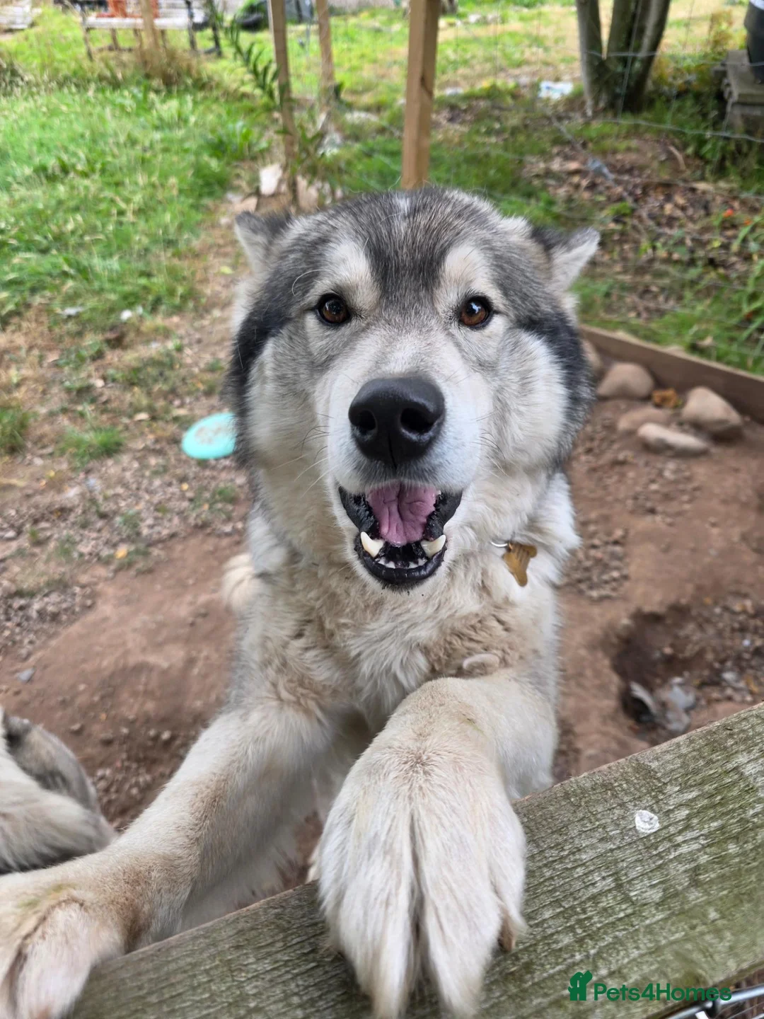 Utonagan dogs for sale: Twin Litter Mates for Rehome in Laurencekirk - Advert 2