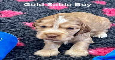 Cocker Spaniel dogs - Advert 3