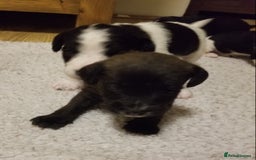 Jackapoo dogs for sale: Jackapoo puppies - Image 13