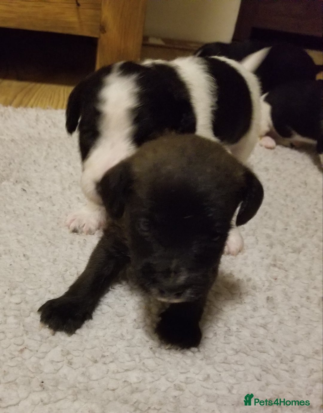Jackapoo dogs for sale: Jackapoo puppies - Image 13