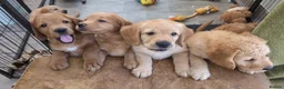 Labradoodle dogs for sale: Miniature Red Labradoodles - Advert 8