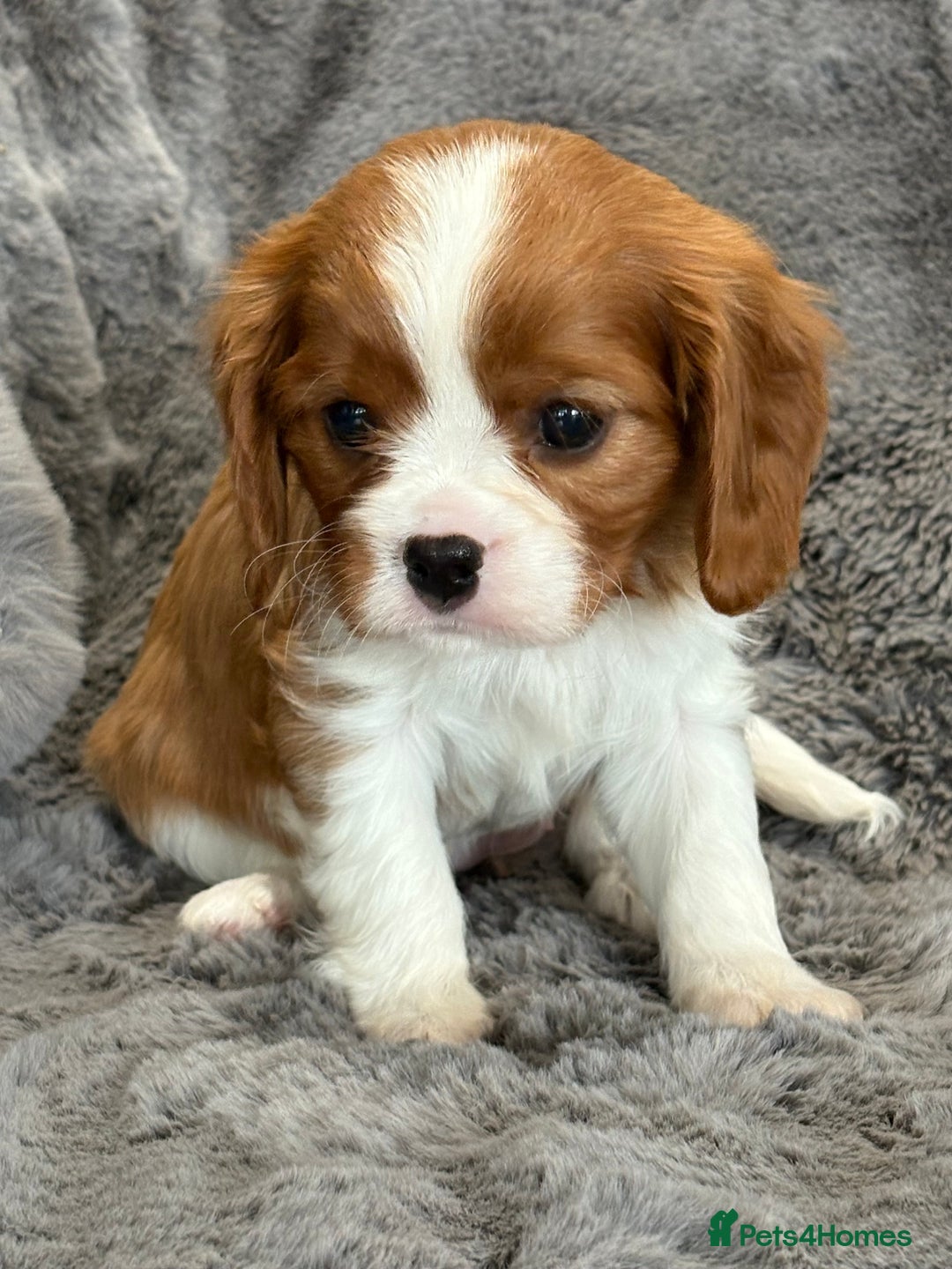 Cavalier King Charles Spaniel dogs for sale: Health Tested cavalier puppies  - Image 6