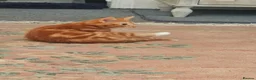 Mixed Breed cats for sale: Kitten - Advert 10