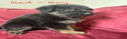 German Shepherd dogs for sale: Stunning Family Raised German Shepherd Puppies - Advert 29