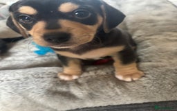 Mixed Breed dogs for sale: Miniature dachshund cross Jug - Image 3