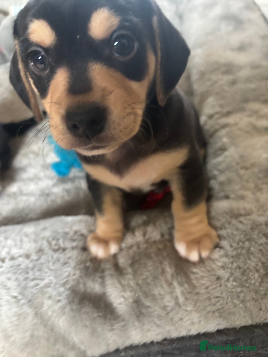 Mixed Breed dogs for sale: Miniature dachshund cross Jug - Image 3