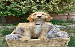 Cockapoo dogs for sale: Cockapoo Puppies 🩷🩷 - Image 4