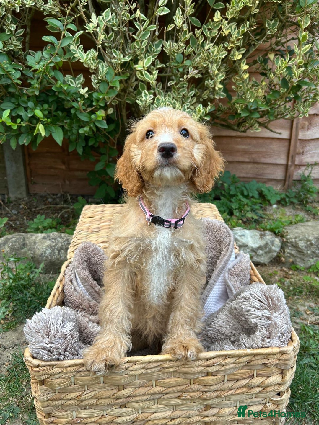 Cockapoo dogs for sale: Cockapoo Puppies 🩷🩷 - Image 4