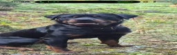 Rottweiler dogs for sale: Rottweiler male pup 10 weeks - Advert 4