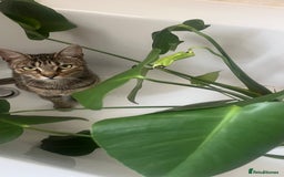 Persian cats for sale: Meet Bonnie - Looking for a New Home - Advert 2