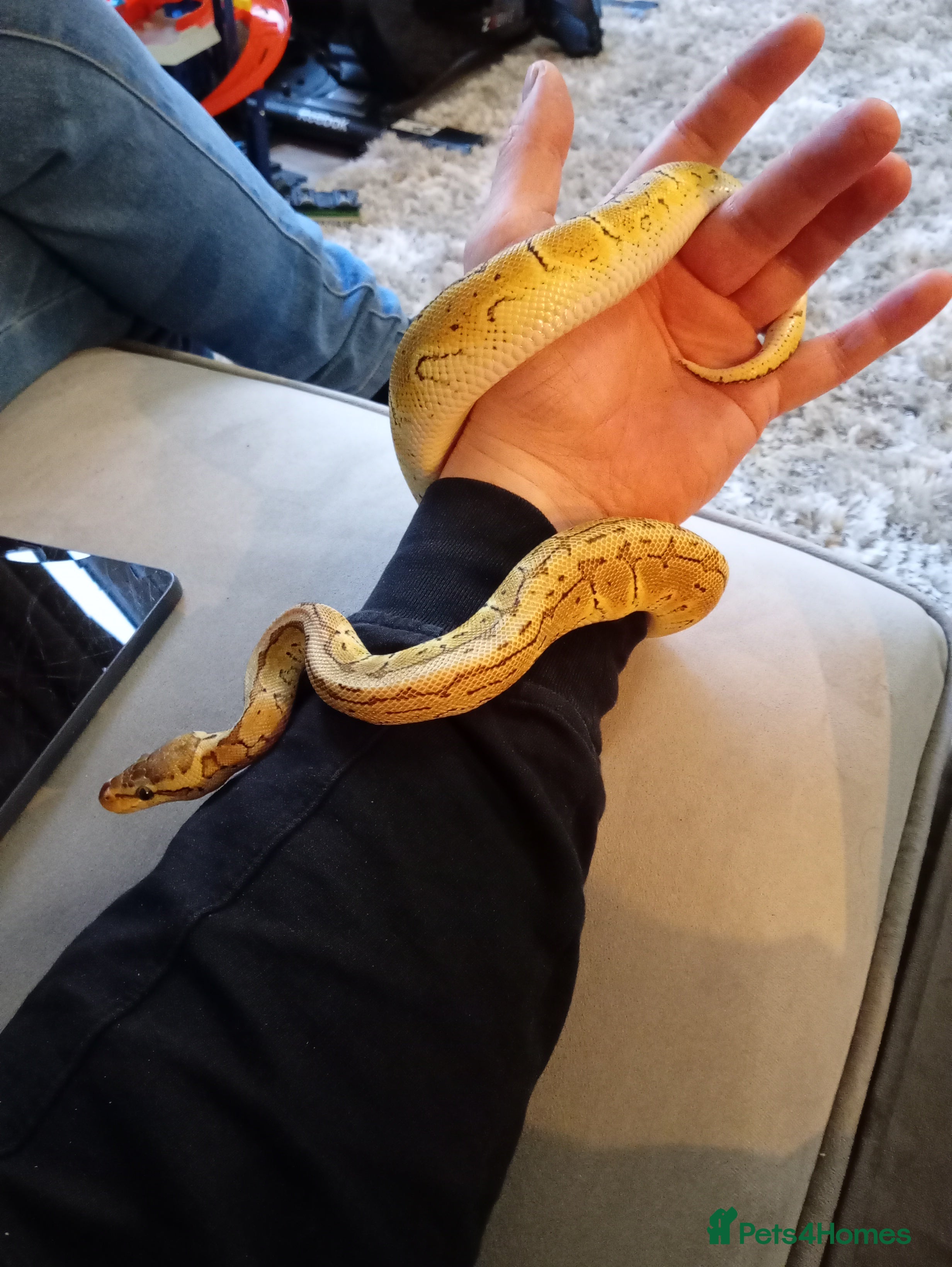 Python Snake reptiles Royal pythons plus vivariums full set up  - Advert 1