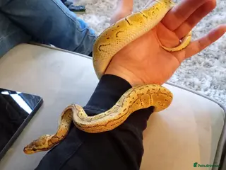 Python Snake reptiles Royal pythons plus vivariums full set up - Advert 2