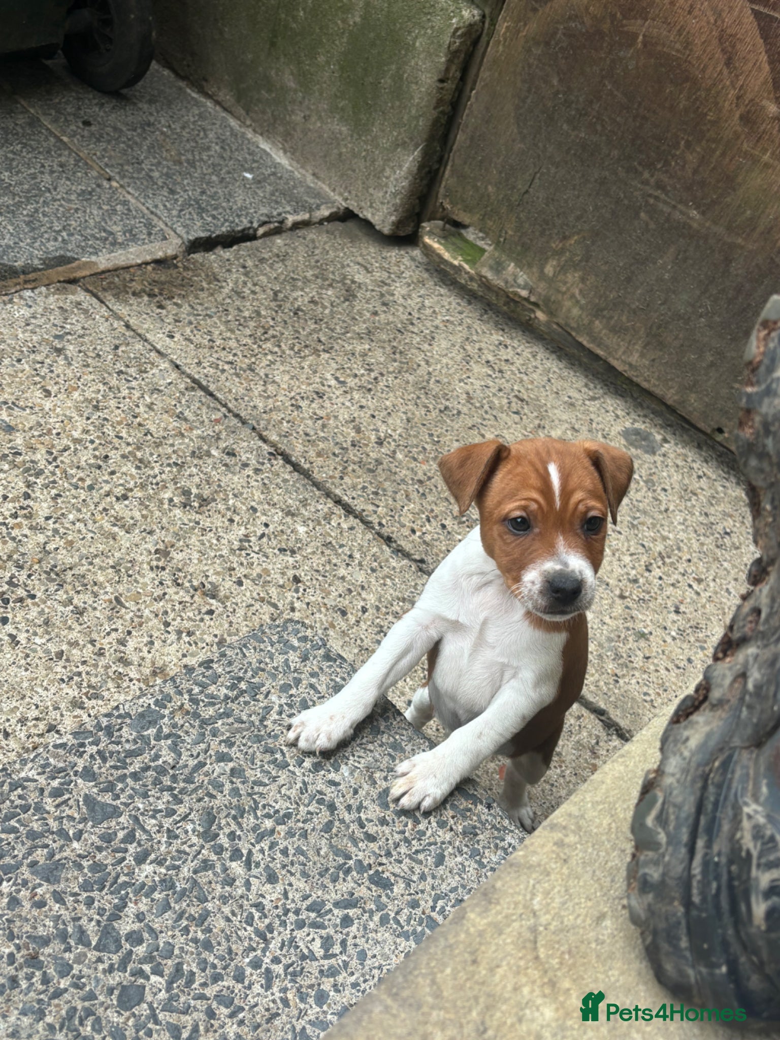 Plummer Terrier dogs Plummer terrier puppies  - Advert 1