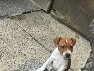 Plummer Terrier dogs Plummer terrier puppies - Advert 18