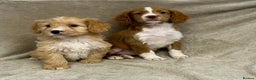 Cockapoo dogs for sale: Stunning cockapoo puppies  - Advert 17