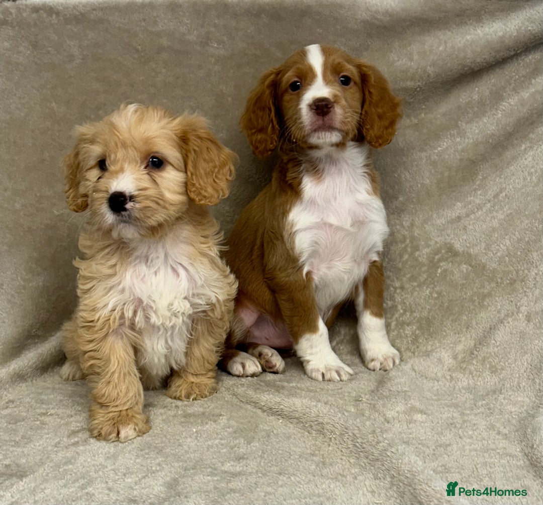 Cockapoo dogs for sale: Stunning cockapoo puppies  - Advert 17