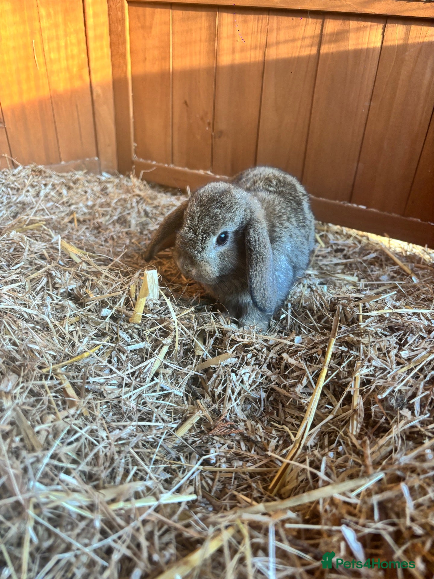 Mixed Breed rabbits Baby rabbits - Advert 1