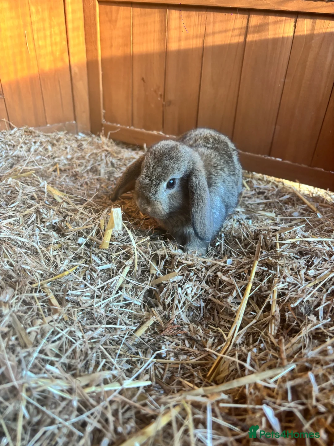 Mixed Breed rabbits for sale: Baby rabbits - Advert 1