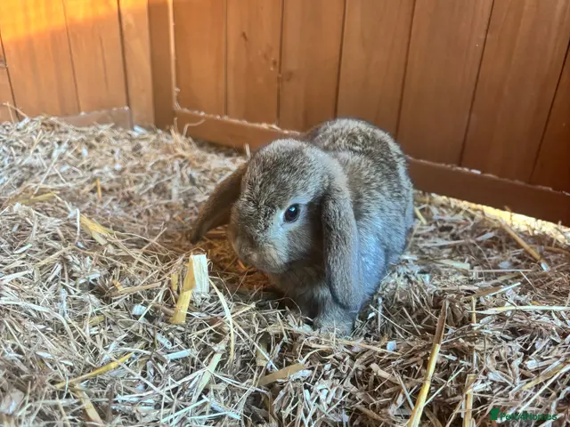 Mixed Breed rabbits for sale: Baby rabbits - Advert 1
