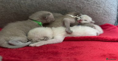 Burmese cats - Advert 6
