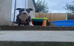 Staffordshire Bull Terrier dogs for sale: Staffy  - Image 3