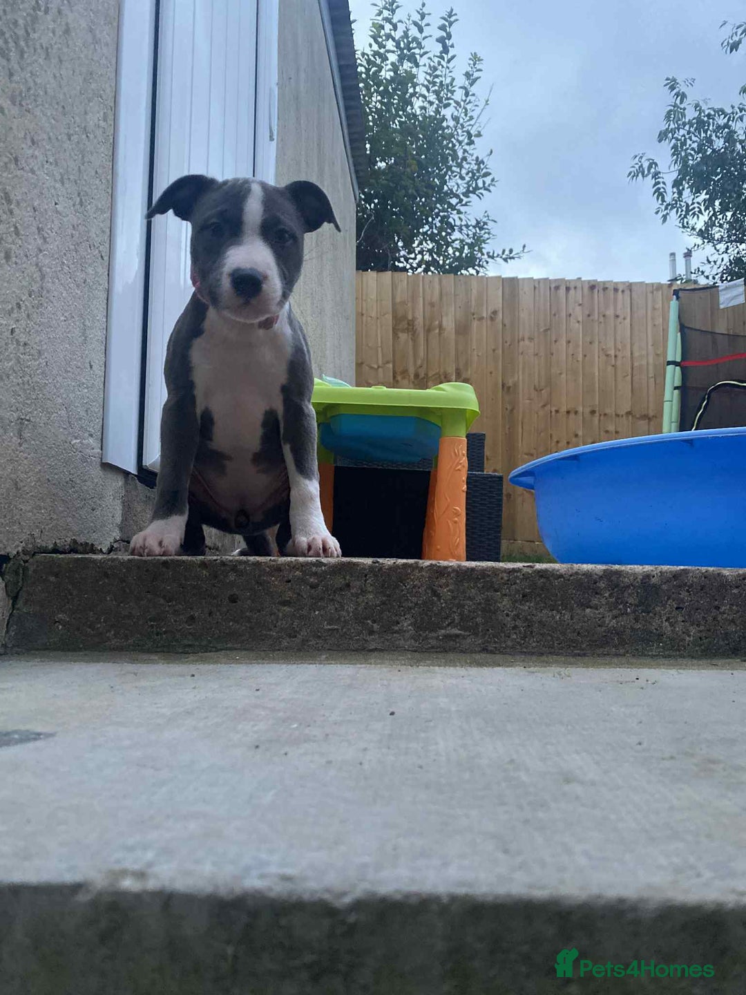Staffordshire Bull Terrier dogs for sale: Staffy  - Image 3