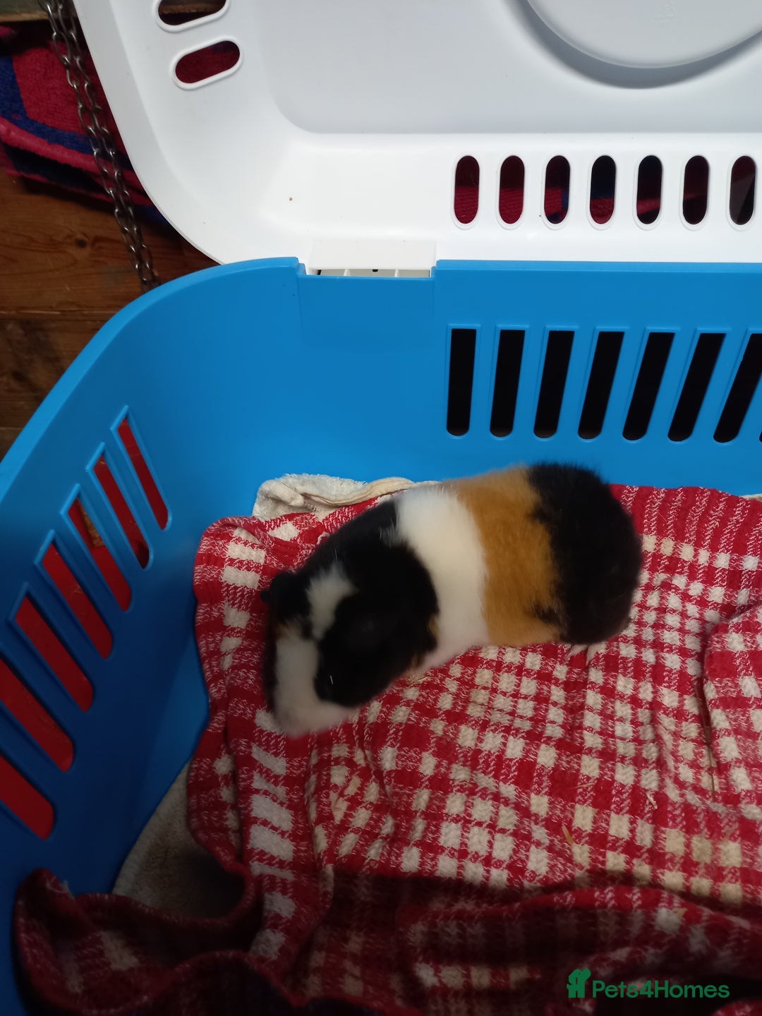 Guinea Pig rodents for sale: Teddy baby guinea-pigs  - Advert 3