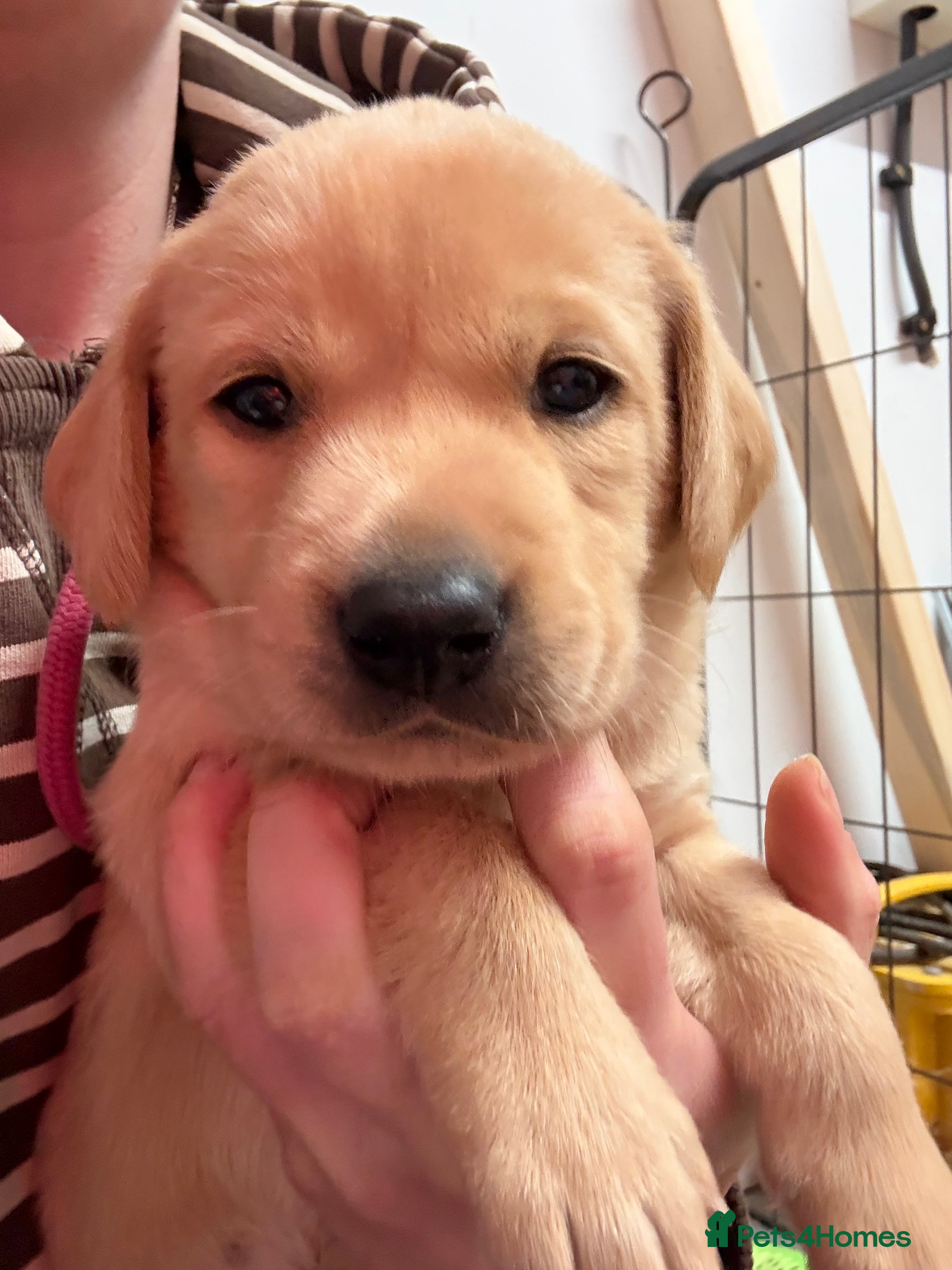 Labrador Retriever dogs Working KC Labrador Puppies  - Advert 16