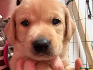 Labrador Retriever dogs Working KC Labrador Puppies - Advert 16