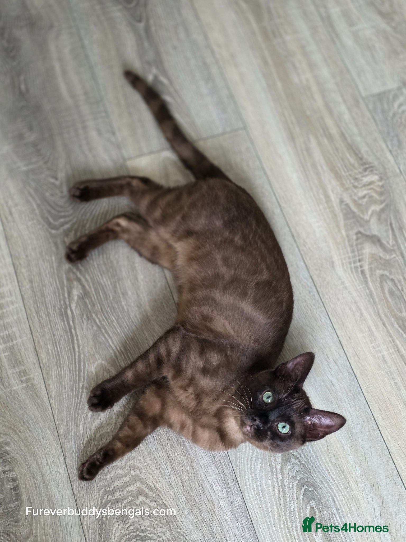 Bengal cats ❄️Outstanding Silver Snow Bengal Kittens❄️ - Advert 1