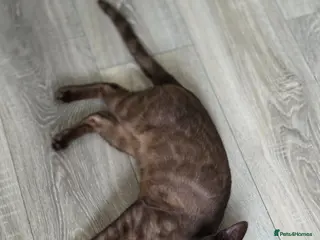 Bengal cats ❄️Outstanding Silver Snow Bengal Kittens❄️ - Advert 1