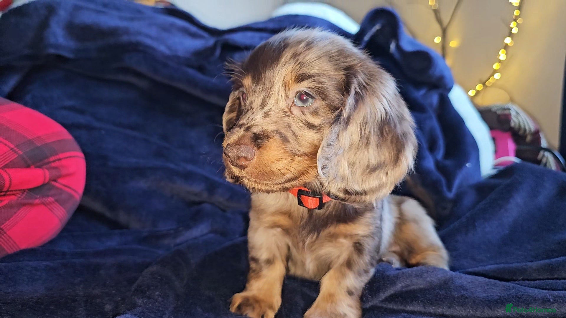 Miniature Dachshund dogs Miniature Dachshund Long Haired  - Advert 2