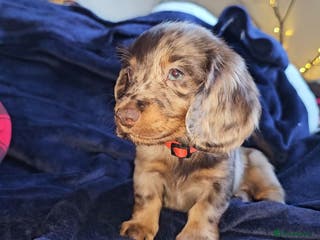 Miniature Dachshund dogs Miniature Dachshund Long Haired - Advert 2