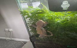 Gecko reptiles for sale: Gecko and set up - Image 2