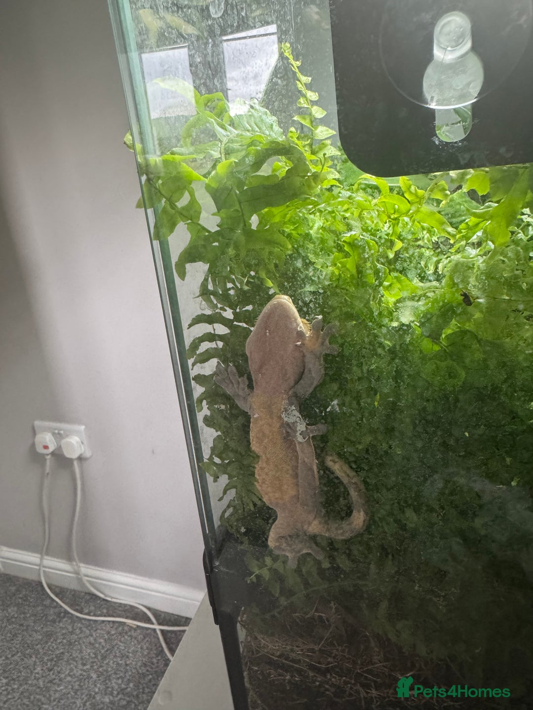 Gecko reptiles for sale: Gecko and set up - Image 2