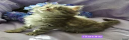 Maine Coon cats for sale: Pure maincoons ready 17/10/26 in Market Drayton - Advert 11
