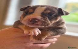 Mixed Breed dogs for sale: Stunning English bulldog mix pocket bully  - Image 29
