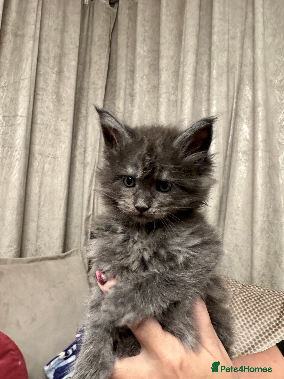 Maine Coon cats for sale: Maine coon kittens - Advert 12