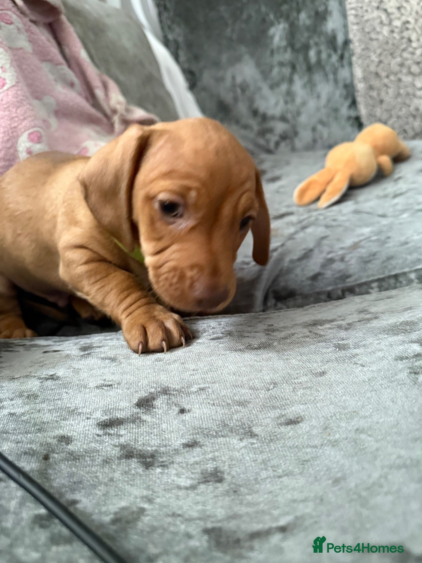 Miniature Dachshund dogs Last beautiful little boy looking for a new home  - Advert 16