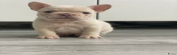 French Bulldog dogs for stud: "THE STIG" LILAC AND TAN PLATINUM FLUFFY CARRIER  in Manchester - Advert 7