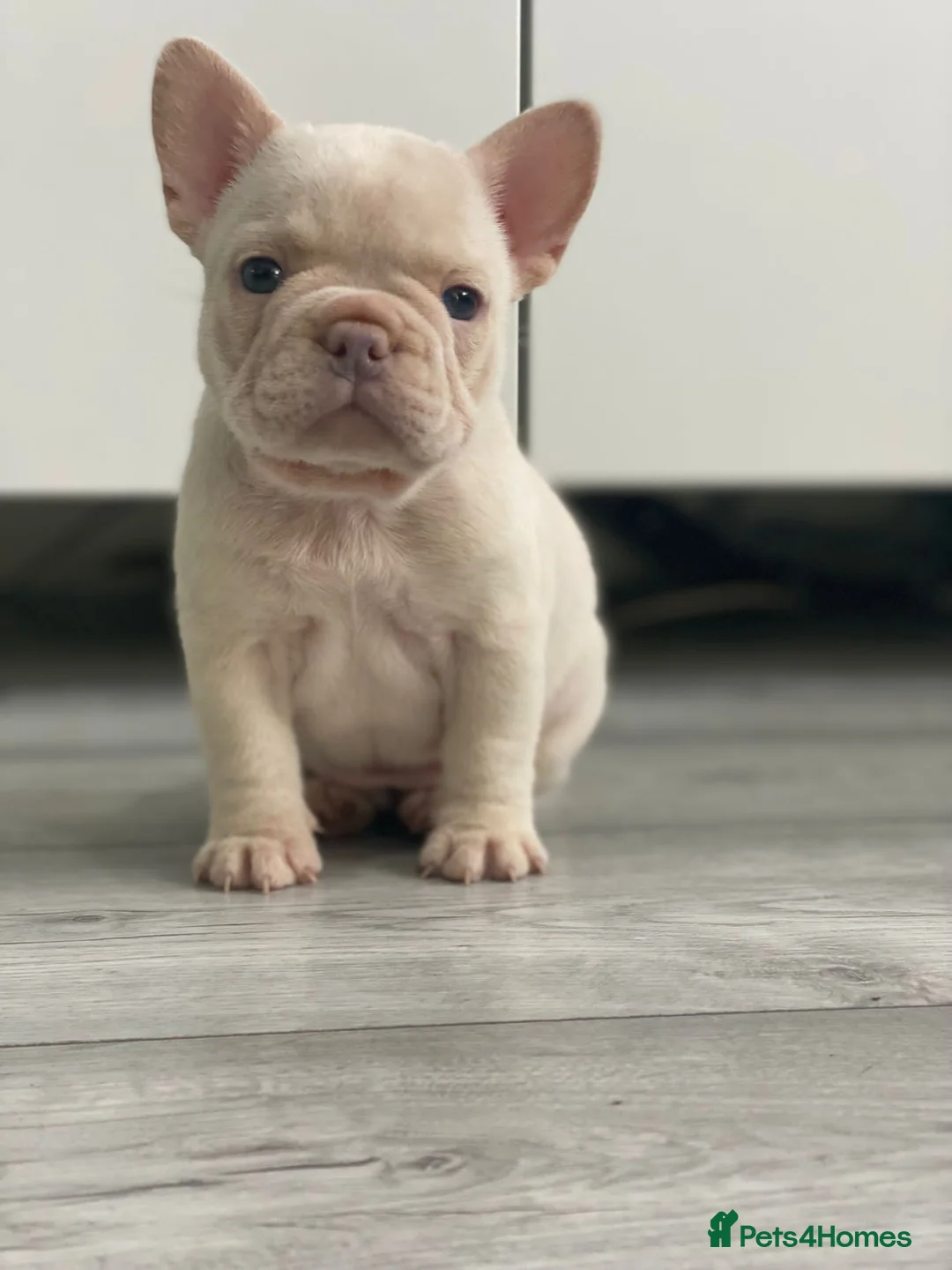 French Bulldog dogs for stud: "THE STIG" LILAC AND TAN PLATINUM FLUFFY CARRIER  in Manchester - Advert 7