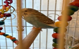 Budgerigars birds for sale: Pair of budgies and cage - Image 2