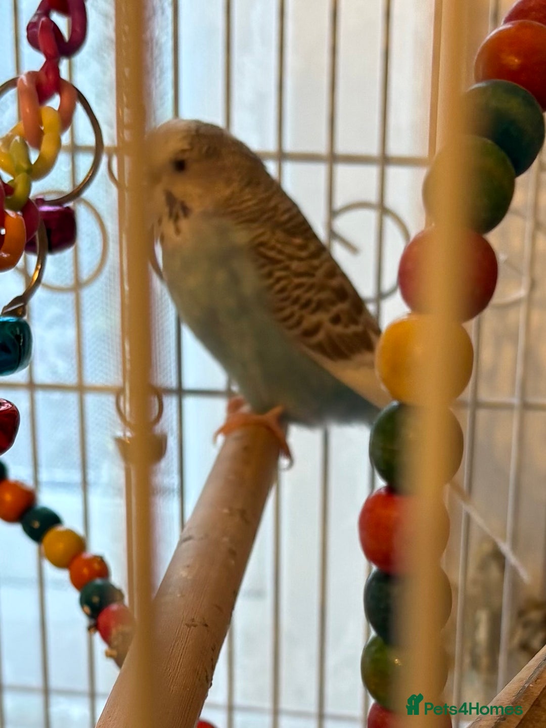Budgerigars birds for sale: Pair of budgies and cage - Image 2