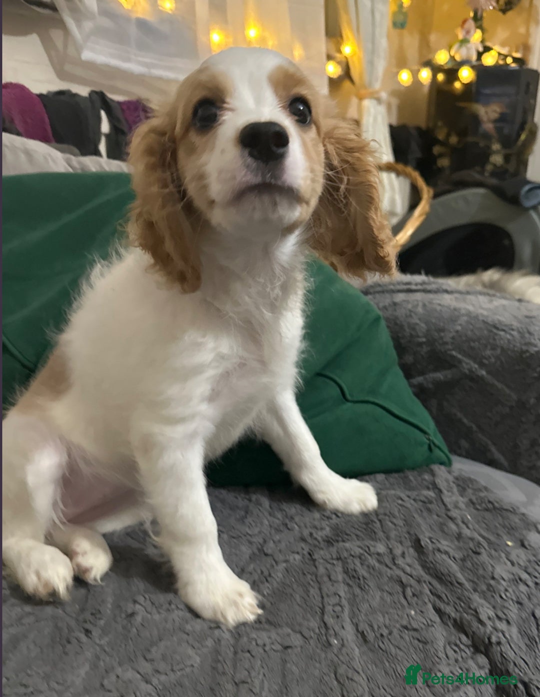 Cavapoo dogs for sale: READY TO GO!!!Six cavapoo puppies F2, London - Advert 22
